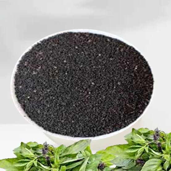 Non-GMO Organic Sweet Basil Herb Seeds (500 Seeds)