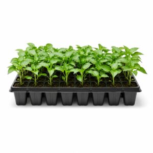 Professional 50-Cell Plastic Seedling Starter Tray (Premium Vegetable & Flower Plug Propagator)